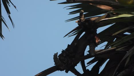 águila relajándose en el árbol