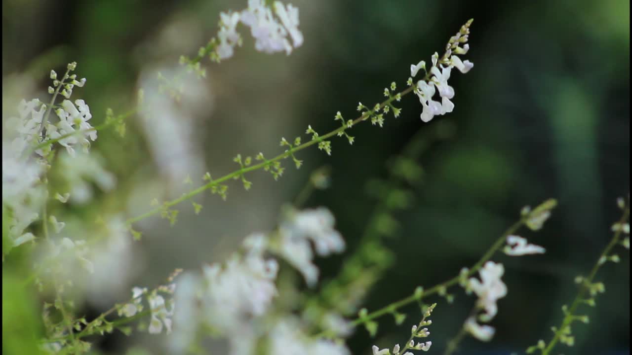 섬세한  꽃의 클로즈업