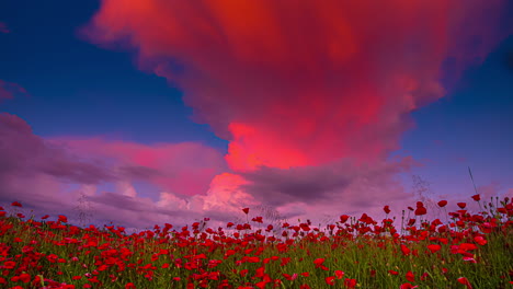 espectaculares nubes de color rosa púrpura volando sobre el cielo azul durante la puesta de sol sobre el campo de flores de tulipanes de color rojo - toma de tiempo de 5k