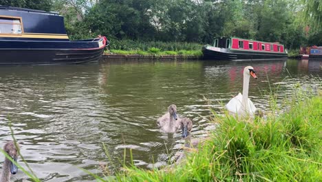 canal boat narrowboats water swans birds with young cygnet united kingdom