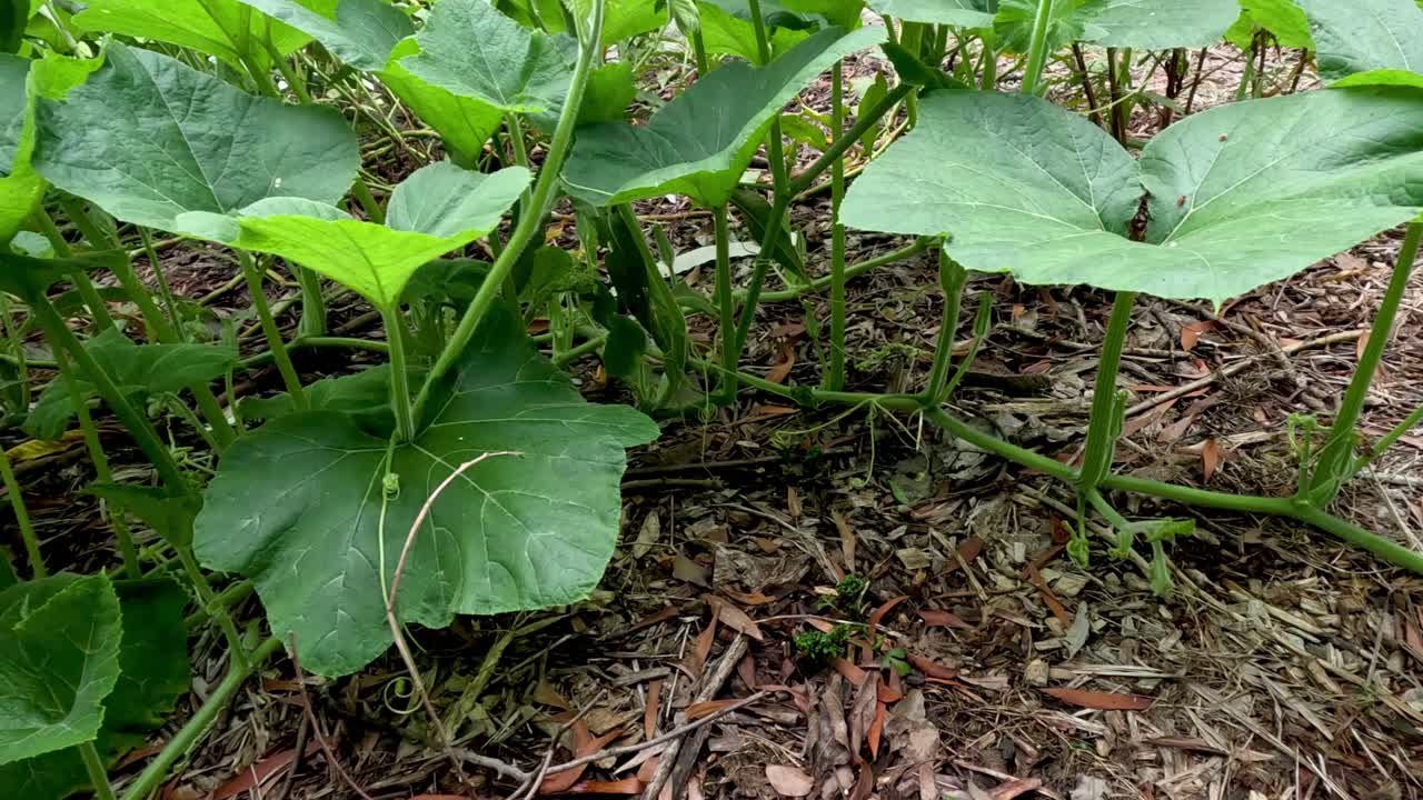 정원에서 자라는 호박 식물의 타임 스