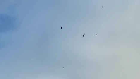 Footage-of-birds-circling-high-in-the-blue-sky,-offering-a-sense-of-freedom-and-peace