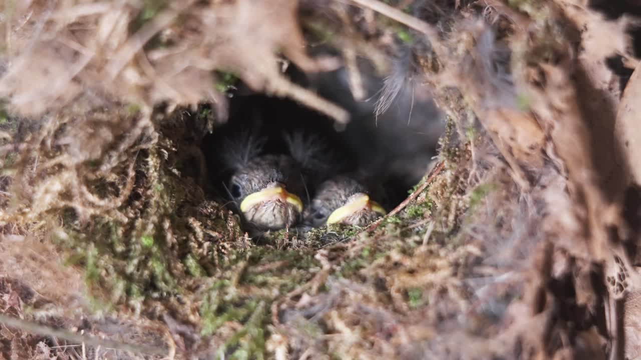 Closeup of adorable newborn chicks inside bird nest looking outside