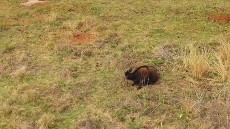 drone aéreo de una hembra de antílope muy embarazada que yace en la naturaleza por su cuenta