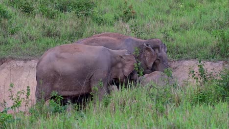 indian elephant, elephas maximus indicus, thailand