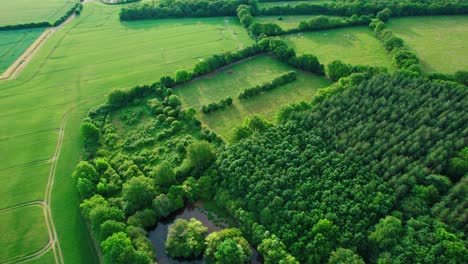 vista aérea del paisaje verde que muestra una densa vegetación rodeada de vastos campos verdes