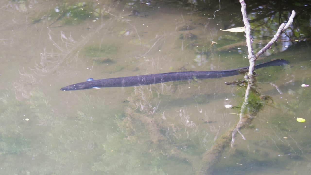 Longfin eel in New Zealand swimming in shallow clear water in slow motion