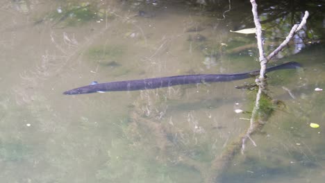 la anguila de aleta larga en nueva zelanda nadando en aguas poco profundas y claras en cámara lenta