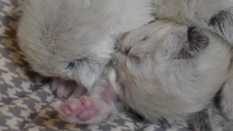cuddling- two sleeping kittens cuddling