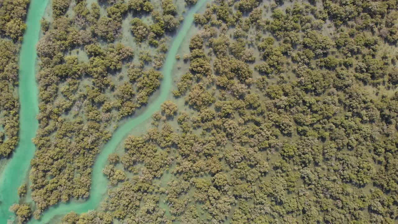 toma aérea izquierda del carro de los manglares de al reem