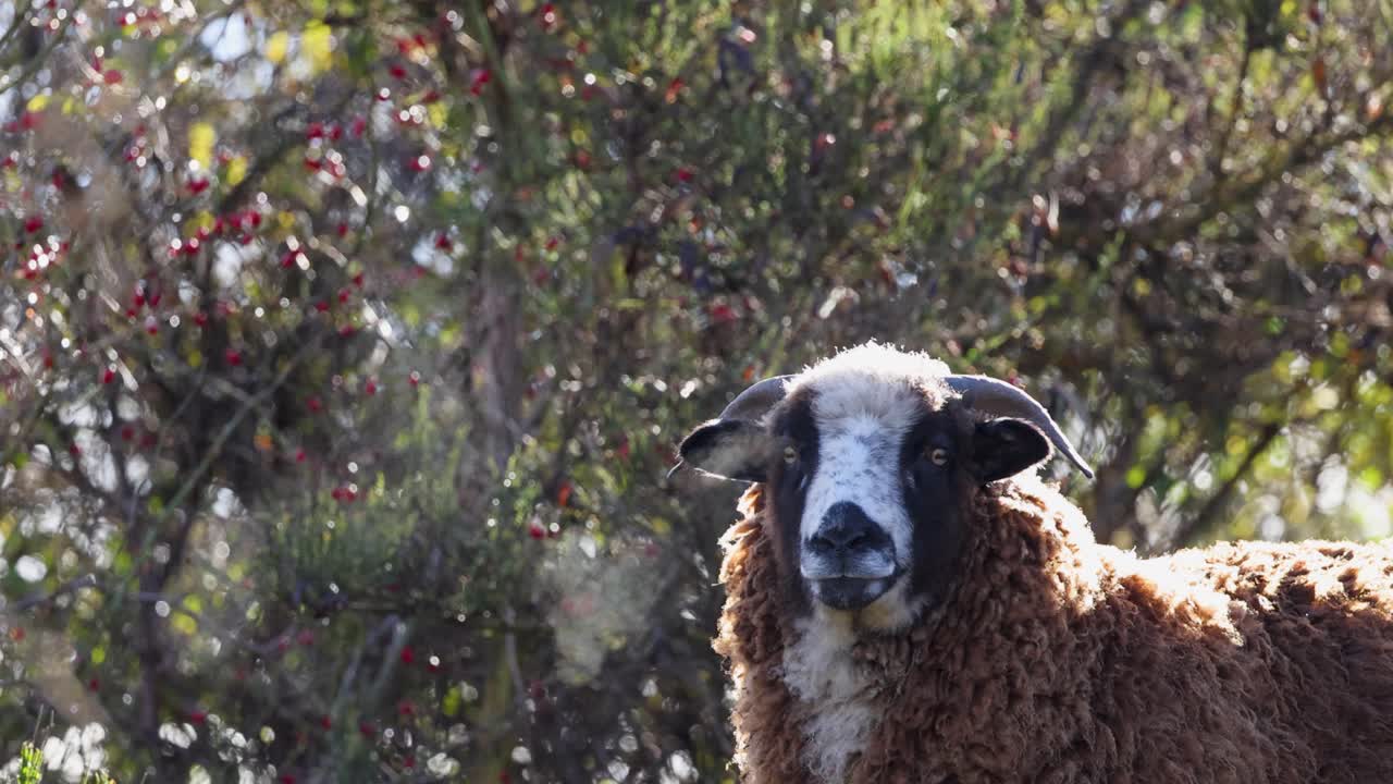 A woolly horned sheep stands amidst lush foliage in Queenstown, New Zealand. Natural lighting highlights its textured coat and serene environment