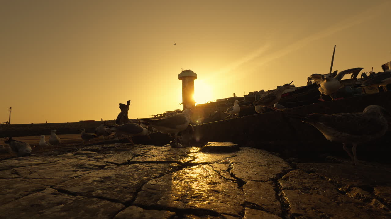 Seagulls at Sunset Fishing Port