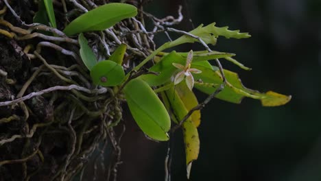 la cámara se aleja revelando el hábitat de esta phalaenopsis cornu-cervi, orquídeas silvestres, tailandia