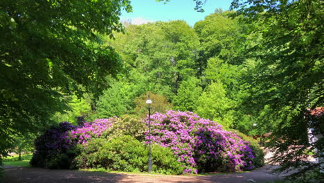 Hermoso-Día-En-Un-Parque-Natural