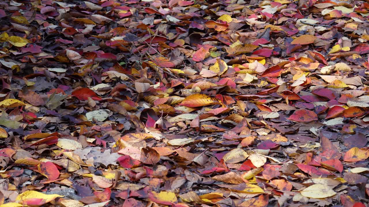 Foglie cadute colorate sul terreno nella foresta di novembre.
