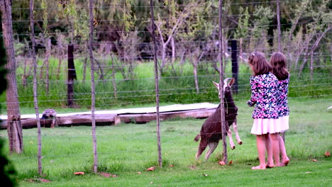 Twin-girls-on-petting-farm-feeding-billy-goat-standing-up-on-fence-fresh-grass