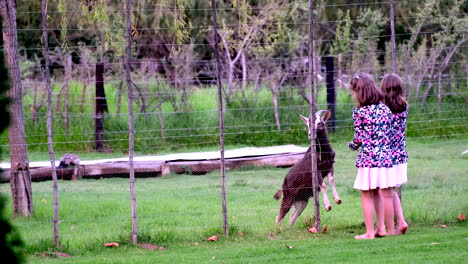 niñas gemelas en la granja de mascotas alimentando a la cabra de billy de pie en la valla de hierba fresca