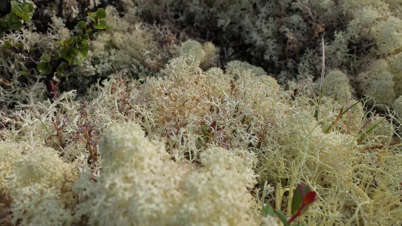 primer plano de líquenes y musgos blancos y de color verde pálido