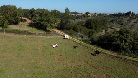 farm animals at the field