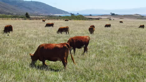 Drone-aerial-flight-close-view-of-cows-grazing-on-green-grass-on-the-shore-of-Pacific-Ocean