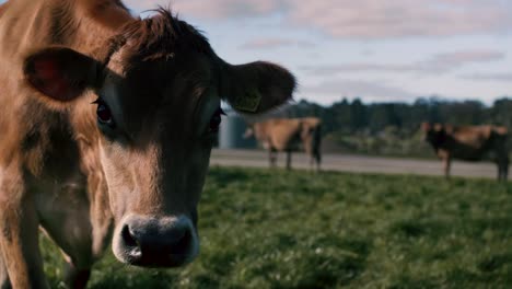 brown jersey cow in dairy farm staring