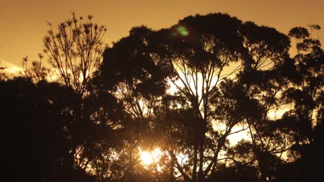 Australischer-Sonnenuntergang,-Sonne-Hinter-Großen-Gummibäumen,-Australien,-Maffra,-Gippsland,-Victoria