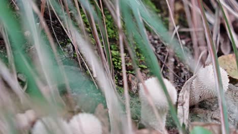 Hongos-Blancos-Que-Crecen-Entre-La-Hierba-Verde,-Mostrando-Los-Detalles-De-La-Naturaleza.