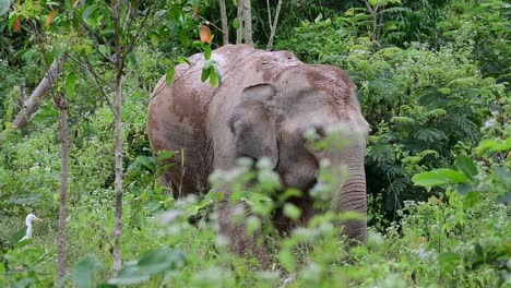 los elefantes asiáticos son especies en peligro de extinción y también son residentes de tailandia