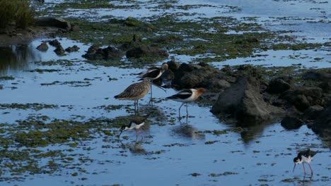 Langschnabeliger-Brachvogel,-Schwarzhalsstelze-Und-Säbelschnäbler-Auf-Der-Suche-Nach-Nahrung-In-Einem-Sumpf