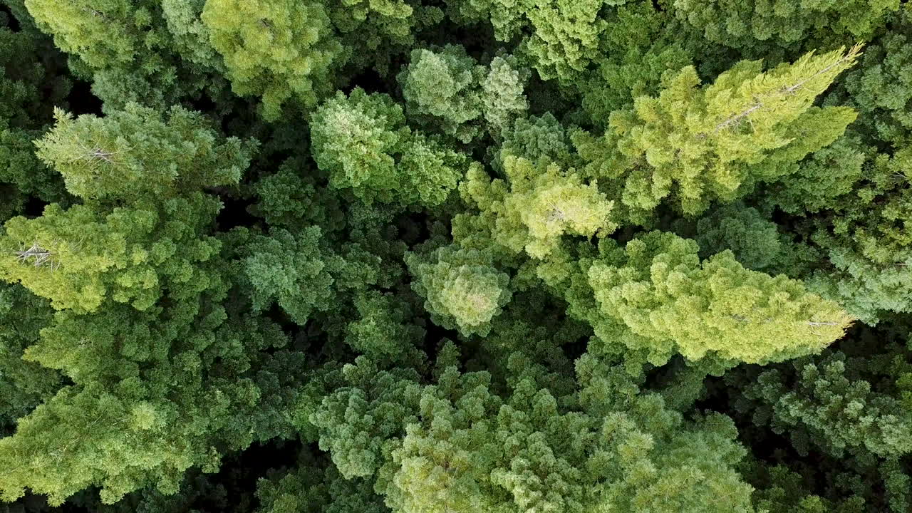 4K AERIAL footage of sunlit Californian Redwood forest with bright green foliage moving gently in the wind