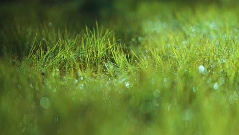 lush green grass beaded with morning dew