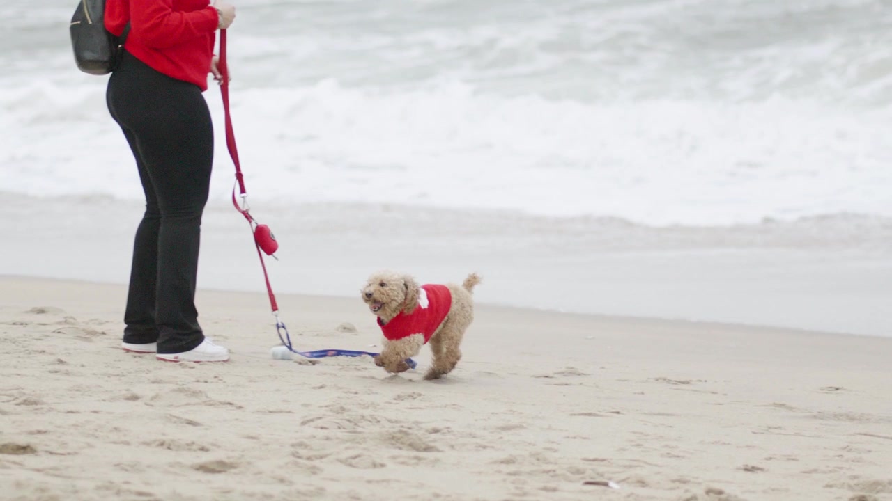 Cucciolo che corre in spiaggia indossando un maglione