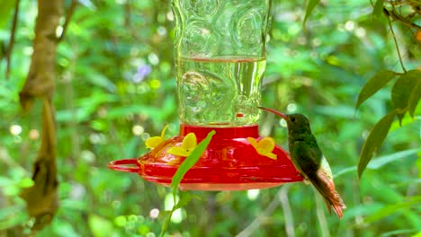 dos colibríes comiendo de un comedero