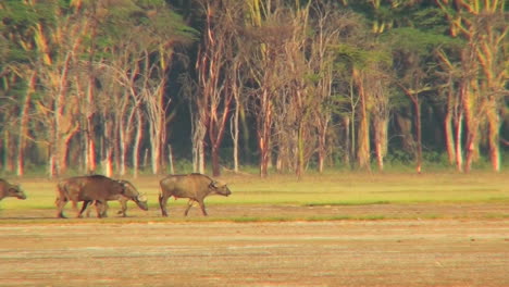 Cape-buffalo-walk-across-the-plains-of-Africa-1