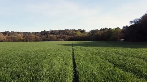 Dolly-in,-Pull-in,-with-drone-of-a-Green-field-during-sunset