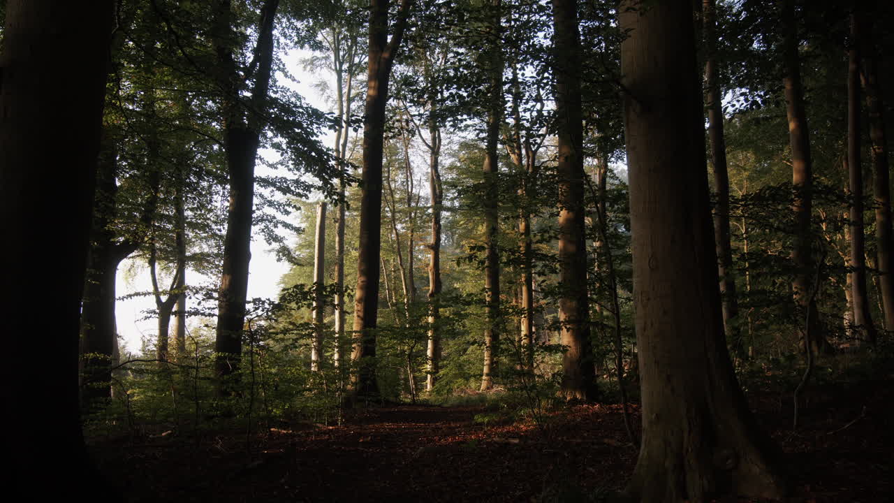 Ripresa cinematografica di una foresta al mattino presto.