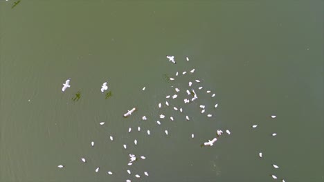 wight-duck-swimm-on-lake-water