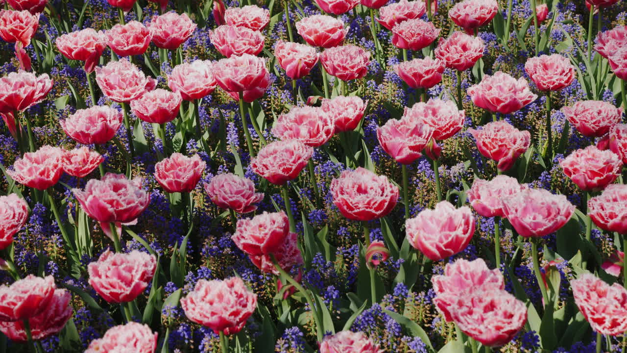 Amsterdam Keukenhof Parkı'nda Pembe Laleler