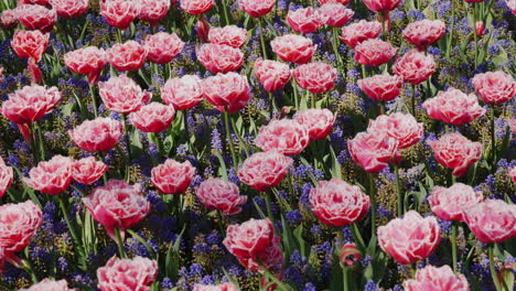 Rosa-Tulpen-Im-Keukenhof-Park-Amsterdam