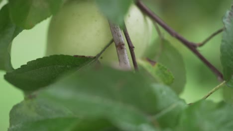 Enfoque-Y-Paneo-De-Manzana-A-Hojas-De