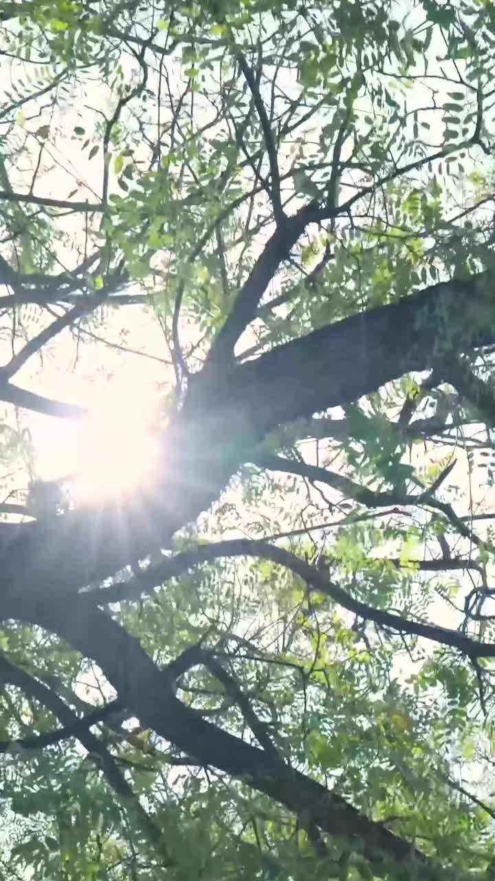 Sunlight Filtering Through Tree Branches