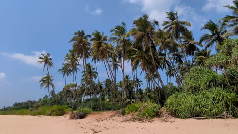 scenic coastal view of tall coconut palm trees moving in wind on white sandy beach at rekawa beach in tangalle, southern province of sri lanka