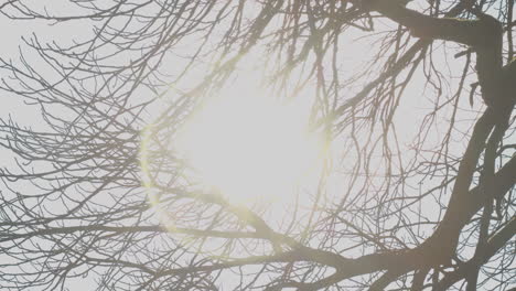 bright sun shining through leafless tree branches and flaring in camera lens