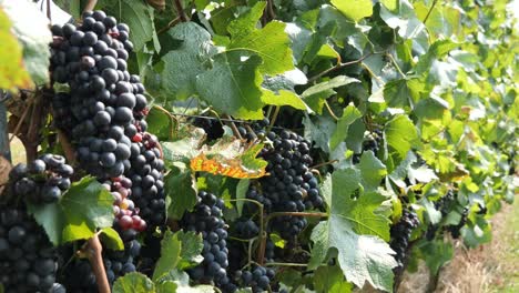 Uvas-De-Vino-Tinto-En-Un-Grupo-En-Una-Vid-En-Verano-Listas-Para-Cosechar---Baden-wuerttemberg,-Alemania