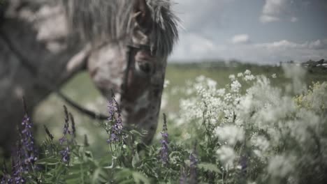 caballo pastando en un campo