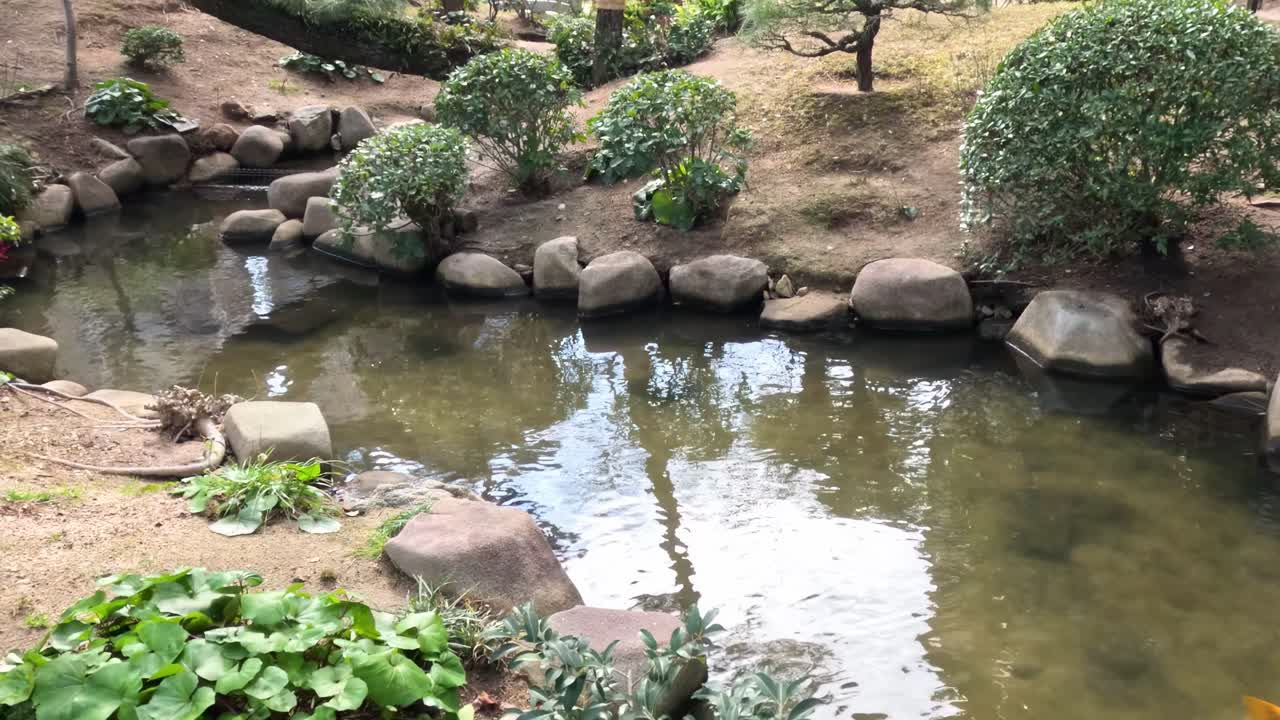 A peaceful koi pond surrounded by vibrant plants and rocks, showcasing serene aquatic life.