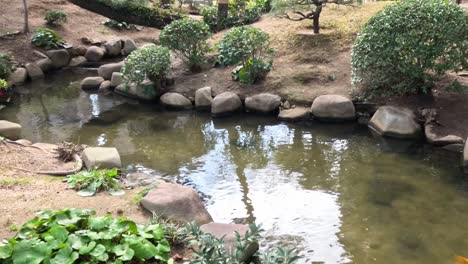 a peaceful koi pond surrounded by vibrant plants and rocks, showcasing serene aquatic life.