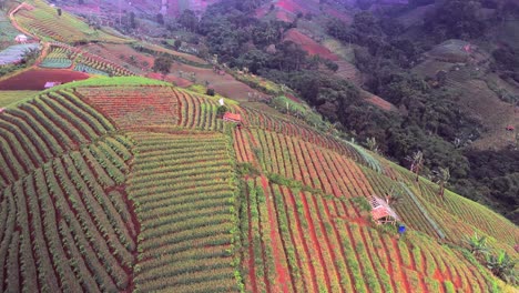 Panyaweuyan-plantation-terraces