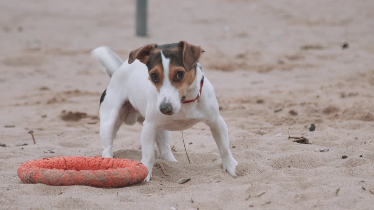 개가 해변에서 장난감으로 놀고 있다
