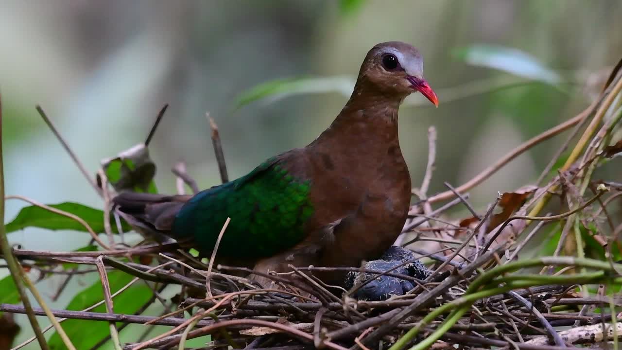 일반적인 에메랄드 비둘기는 아시아 국가에 공통적이며 아름다운 에메랄드 색 깃털로 유명합니다.